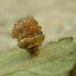 Coleophora fuscocuprella - Lichte groenglanskokermot