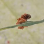 Coleophora cornutella - Lichtbruine berkkokermot 