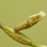 Coleophora coronillae - Zwavelgele peulkokermot