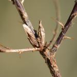 Coleophora genistae - Stekelbremkokermot