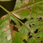 Coleophora gryphipennella - Koksijde ~ Doornpanne (West-Vlaanderen) 05-10-2019 ©Steve Wullaert