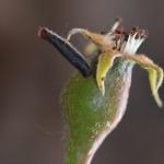 Coleophora hemerobiella - Fruitboomkokermot