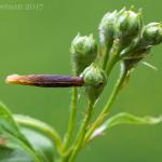 Coleophora hemerobiella op Crataegus monogyna (éénstijlige meidoorn) - Voeren ~ Het Veursbos (Limburg) 22-04-2017 ©Ben Steeman