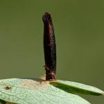 Coleophora hemerobiella - Fruitboomkokermot