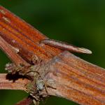 Coleophora hydrolapathella - Moeraskokermot