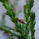 Coleophora juncicolella - Heidelootjeskokermot