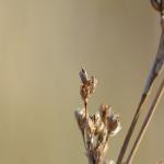 Coleophora maritimella - Zeeruskokermot