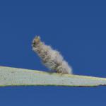 Coleophora pennella - Ruette ~ Luxemburg 14-09-2019 ©Steve Wullaert