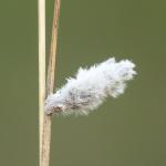 Coleophora pennella - Stockay ~ Terrils et Decanteurs (Luik) 11-07-2020 ©Damien Gailly