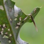 Coleophora peribenanderi - Distelkokermot