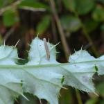 Coleophora peribenanderi ~ Borgloon ~ Opleeuw (Limburg) 24-08-2019 ©Steve Wullaert