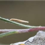 Coleophora ramosella - Gestreepte guldenroedekokermot
