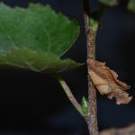 Coleophora siccifolia - Grote bladkokermot