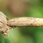 Coleophora ochrea - Zonneroosjeskokermot