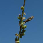 Coleophora trifolii - Moeskroen ~ Argilière du Sterreberg - 1000-soortendag (Henegouwen) 28-07-2018 ©Steve Wullaert