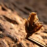 Coleophora saturatella - Driekleurige bremkokermot