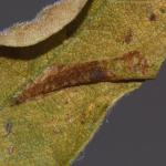 Phyllonorycter mespilella - Perenvouwmot
