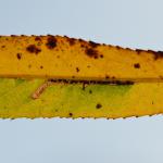 Stigmella nivenburgensis - Smalle wilgenmineermot