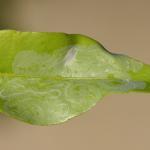 Phyllocnistis citrella - Citrusmineermot