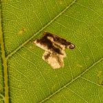 Ectoedemia albifasciella - Lommel ~ Balimheide (Limburg) 21-09-2019 ©Steve Wullaert