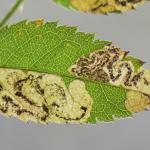 Ectoedemia angulifasciella - Rozenblaasmijnmot