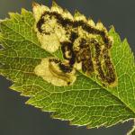 Ectoedemia angulifasciella - Rozenblaasmijnmot