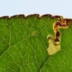 Ectoedemia atricollis - Wavreille ~ Ry d'Hôwisse (Namen) 23-09-2017 ©Steve Wullaert