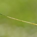Elachista bifasciella - Tweebandgrasmineermot