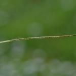 Elachista bifasciella - Tweebandgrasmineermot