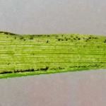 Elachista maculicerusella - Grijsgevlekte grasmineermot