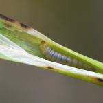 Elachista unifasciella - Dwarsbandgrasmineermot