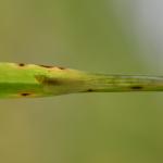 Elachista unifasciella - Dwarsbandgrasmineermot