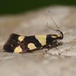 Erathophyes amasiella - Zutendaal ~ Lieteberg (week van het insect) Limburg 02-06-2019 ©Steve Wullaert