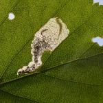 Eriocrania sparrmannella op Betula pendula - Kinrooi ~ Het Grootbroek (Limburg) 18-05-2019 ©Steve Wullaert 