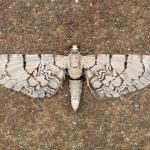 Eupithecia venosata - Aywaille ~ Heid des Gattes (Luik) - 21-06-2020 ©Damien Gailly
