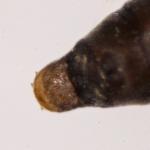 Phyllonorycter pastorella - Late wilgenvouwmot