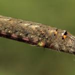 Gastropacha quercifolia - Wavreille ~ Ry d'Hôwisse (Namen) 23-09-2017 ©Wim Declercq