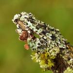 Griposia aprilina - Furfooz ~ Parc naturelle de Furfooz (Namen) 09-10-2021 ©Steve Wullaert