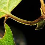 Heliozela hammoniella - Berkenzilvervlekmot