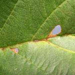 Heliozela resplendella - Elzenzilvervlekmot