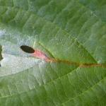 Heliozela resplendella - Elzenzilvervlekmot