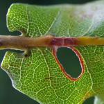 Heliozela sericiella - Eikenzilvervlekmot