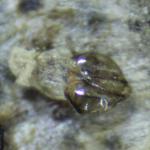 Phyllonorycter scopariella - Bremstengelvouwmot
