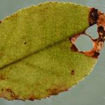 Incurvaria oehlmaniella - Bosbeswitvlekmot