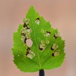 Incurvaria pectinea - Berkenbladsnijdermot