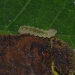 Leucoptera laburnella - Goudenregenmot