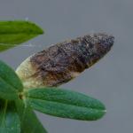 Leucoptera lustratella - Hertshooisneeuwmot