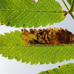 Leucoptera malifoliella - Rocherath ~ Vallée de la Holzwarche (Luik) 08-08-2019 ©Damien Gailly