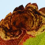 Leucoptera malifoliella - Wavreille ~ Ry d'Hôwisse (Namen) 23-09-2017 ©Steve Wullaert
