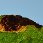 Leucoptera malifoliella ~ Borgloon ~ Opleeuw (Limburg) 24-08-2019 ©Steve Wullaert